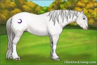 Horse Color:Buckskin Snowcap Rabicano 