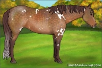 Horse Color:White Spotted Chocolate Buckskin Sabino 