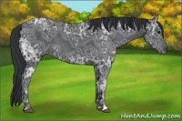 Horse Color:Black Ice 