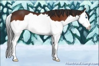 Horse Color:Bay Splash 