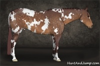 Horse Color:White Spotted Chocolate Buckskin 