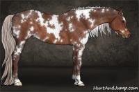 Horse Color:White Spotted Chocolate Silver Bay 