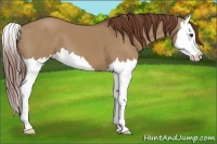 Horse Color:Red Dun Splash