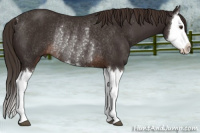 Horse Color:Liver Chestnut Splash Rabicano 