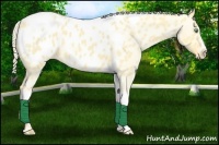 Horse Color:Gold Cream Champagne Roan Dun Splash Tobiano Frame Blanket Rabicano 