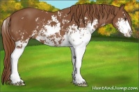 Horse Color:Chestnut Sabino 