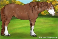 Horse Color:Chestnut Sabino 