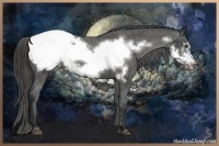 Horse Color:Liver Chestnut Frame Appaloosa