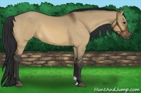 Horse Color:Bay Dun
