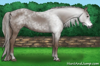 Horse Color:Gray Chestnut 