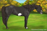 Horse Color:Liver Chestnut Frame