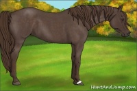 Horse Color:Liver Red Roan 