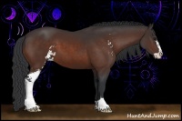 Horse Color:Bay Sabino