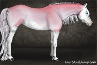 Horse Color:Watercolor Palomino Onyx Splash 