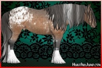 Horse Color:White Spotted Buckskin Appaloosa and White Spotted Buckskin Appaloosa