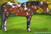 Horse Color:White Spotted Bay Sabino 