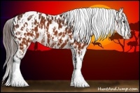 Horse Color:Brown Appaloosa and Brown Appaloosa