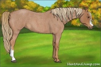 Horse Color:Red Roan 