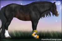 Horse Color:Brown Ice Sabino 