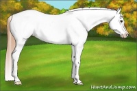 Horse Color:Chestnut Tobiano Appaloosa