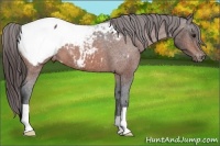 Horse Color:Bay Snowcap 