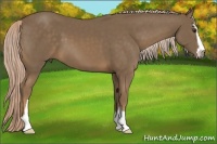 Horse Color:Chocolate Palomino Sabino