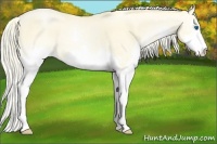 Horse Color:Palomino Pearl Sabino Splash 