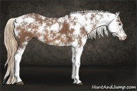 Horse Color:Liver Chestnut Sabino 