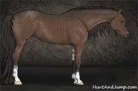 Horse Color:Liver Chestnut Sabino