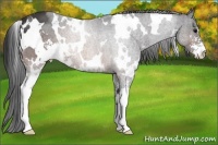 Horse Color:White Spotted Brown Sabino 