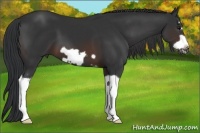 Horse Color:Brown Splash Frame 
