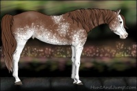 Horse Color:White Spotted Chestnut Splash Rabicano 