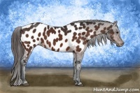 Horse Color:Brown Near Leopard 
