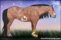 Horse Color:Bay Ice Sabino Frame Rabicano 