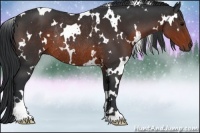 Horse Color:White Spotted Brown Rabicano 