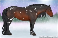 Horse Color:White Spotted Brown Rabicano 
