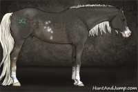 Horse Color:Liver Chestnut Sabino 