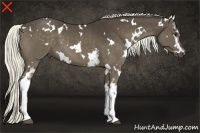 Horse Color:White Spotted Liver Chestnut