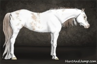 Horse Color:Liver Chestnut Pearl Sabino 