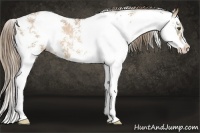 Horse Color:Liver Chestnut Pearl Sabino 