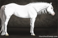 Horse Color:White Spotted Liver Chestnut Rabicano