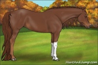 Horse Color:Chestnut 