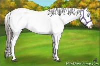 Horse Color:White Spotted Blue Roan Splash Frame Appaloosa