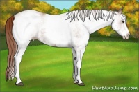 Horse Color:White Spotted Chestnut 