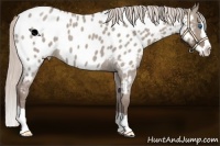 Horse Color:Chocolate Silver Grullo Roan Splash Appaloosa 