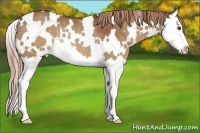 Horse Color:White Spotted Chestnut Splash Rabicano 