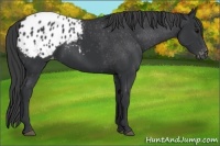 Horse Color:Black Appaloosa
