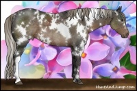 Horse Color:White Spotted Liver Chestnut 