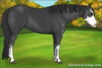 Horse Color:Black Sabino 