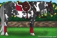 Horse Color:White Spotted Black